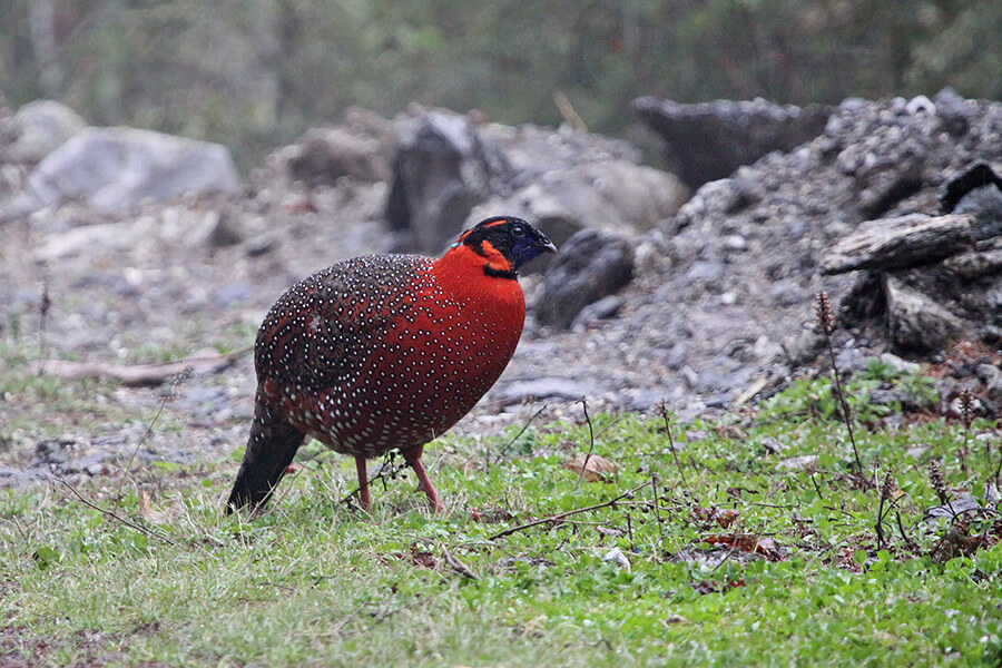 Bird watching in Bhutan