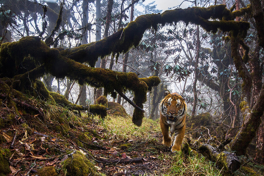 Bhutan is Safe from Deforestation