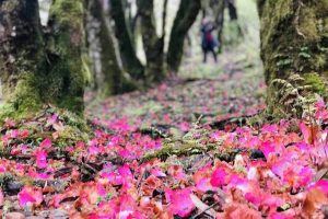 Rhododendron - Bhutan Environmental Festival Marks the Blooms at Royal Botanical Park