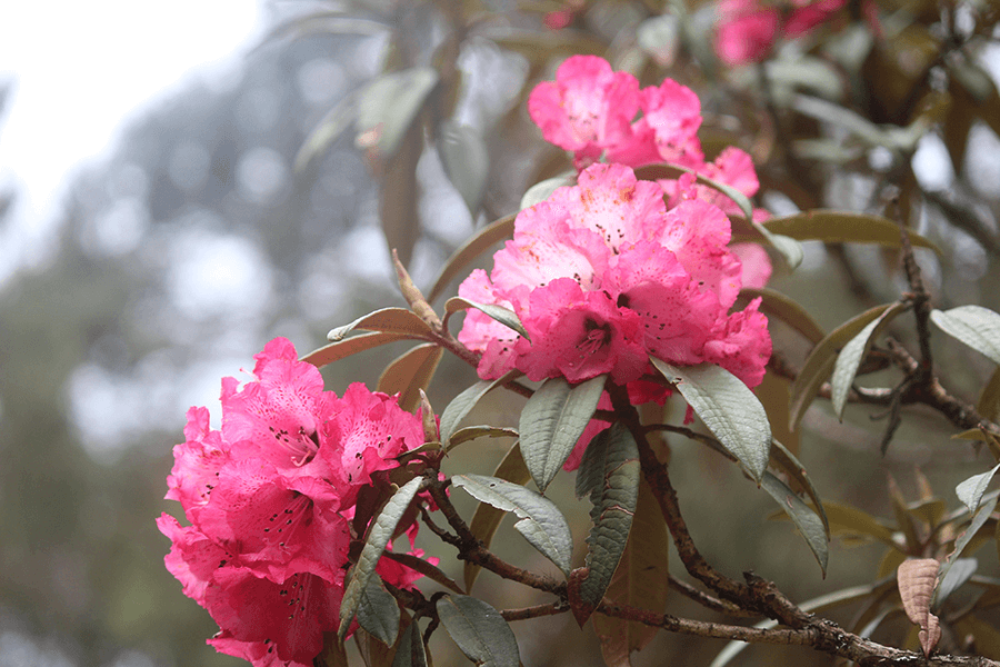 Blooms at Royal Botanical Park Bhutan