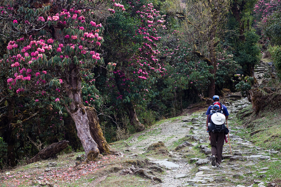 Royal Botanical Park Bhutan