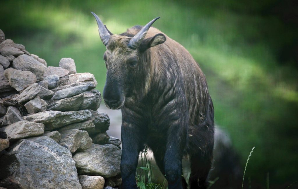 Takin - National Animal of Bhutan