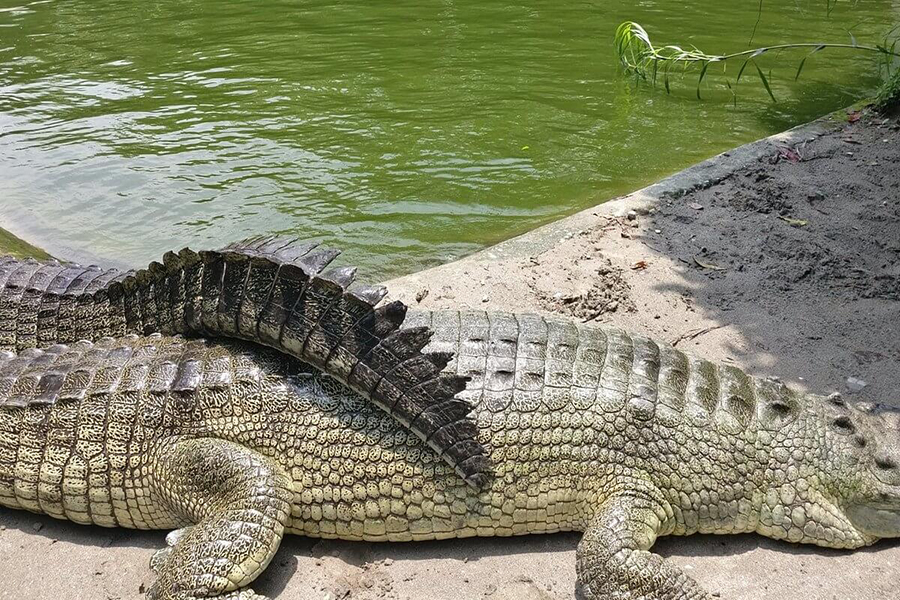 Amo Chhu Crocodile Breeding Center Phuentsholing