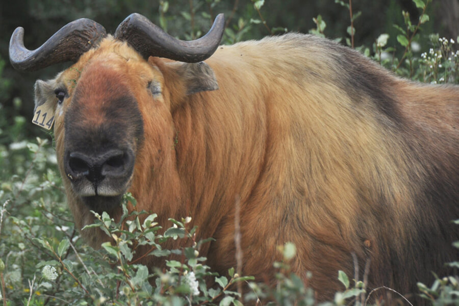 takin bhutan animal