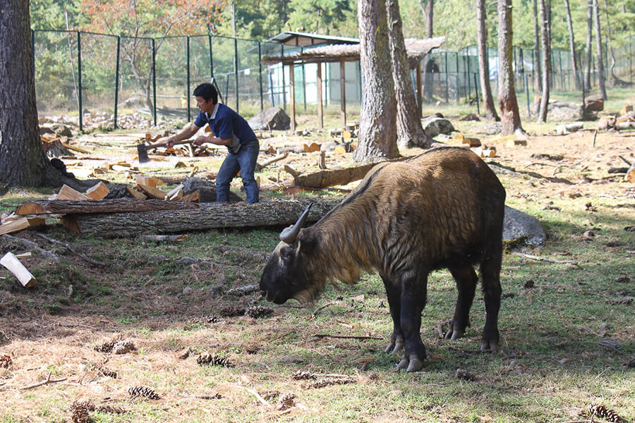 Takin - Bhutan National Animal