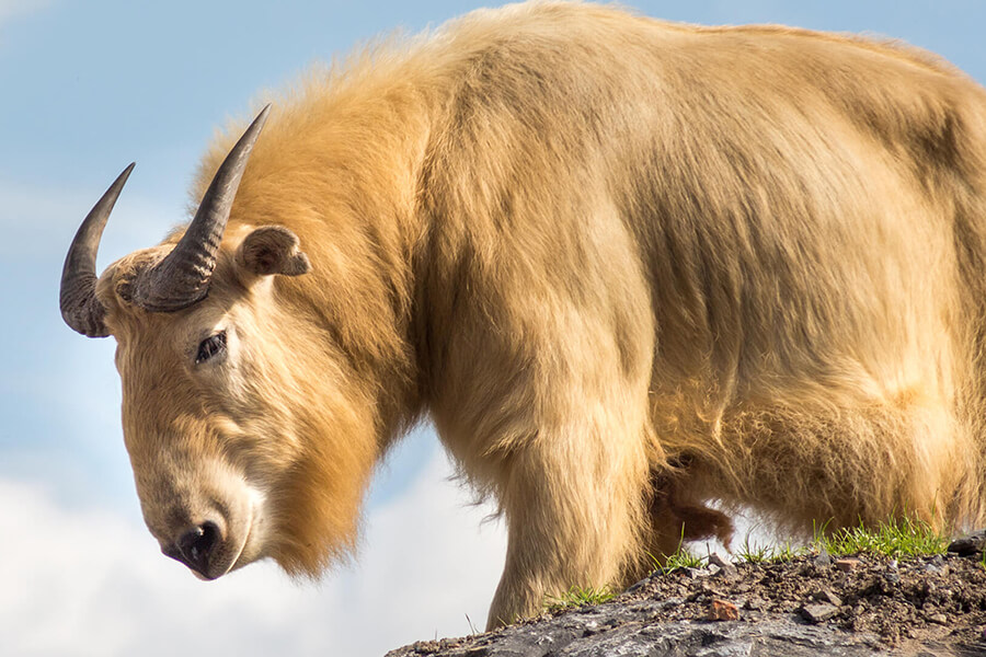 National Animal of Bhutan