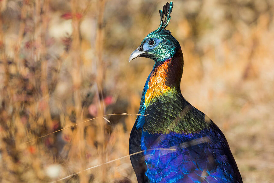 Bird watching bhutan