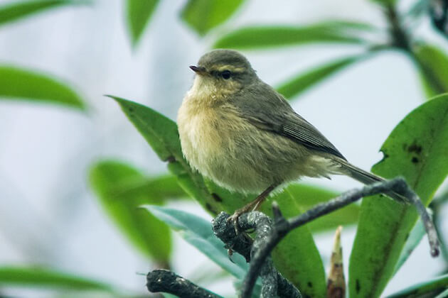 Aberrant Bush Warbler - bhutan birding tours