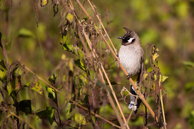 Himalaya Bulbul - Bhutan Birding Tours