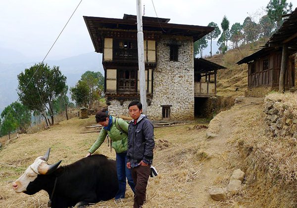 Mithun breeding farm - bhutan off the beaten path