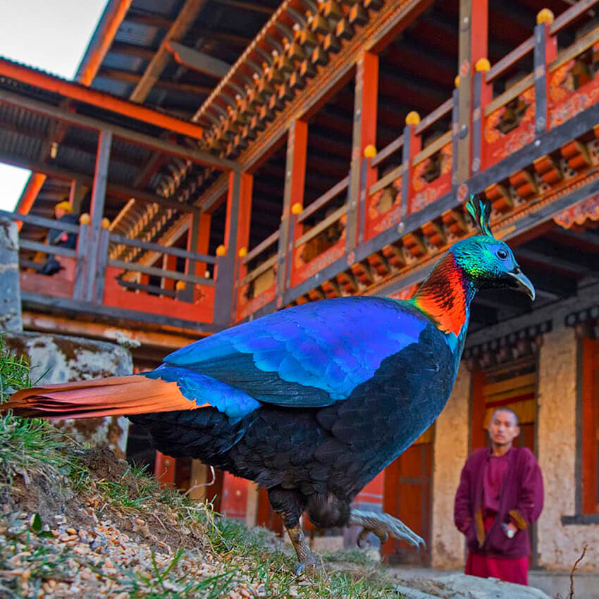 Bhutan Birding Tours