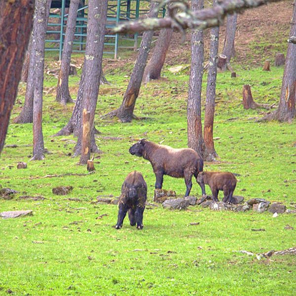 Takin National Park - bhutan fishing tour