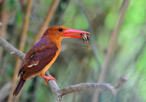 Bhutan Birding Trip – 9 Days