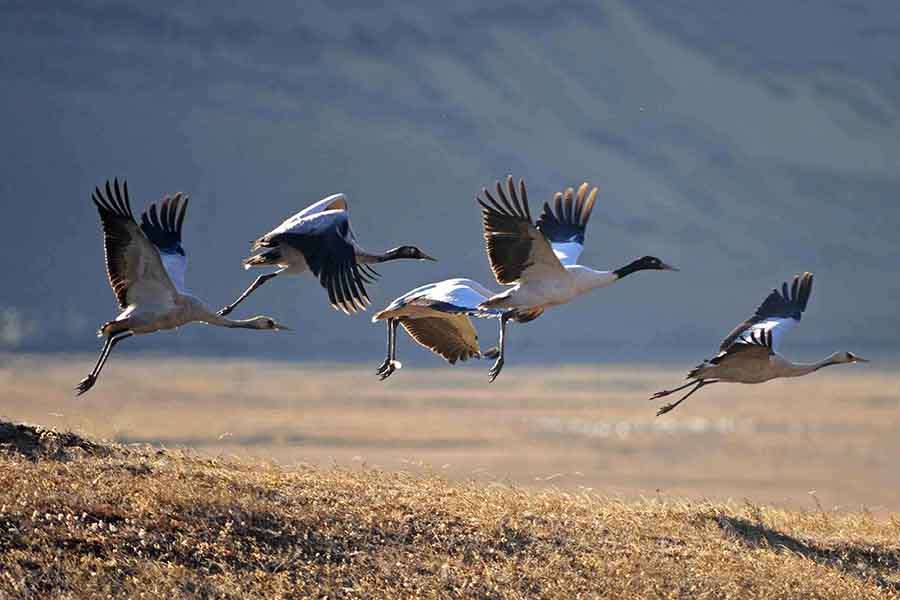 Black Necked Crane Informatinon Centre - Bhutan tours