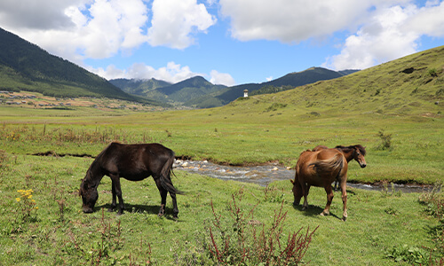 Hiking in Gangtey - Must-try activities in Bhutan Tours