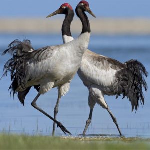 Black-Neck Cranes - bhutan birding tours