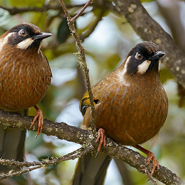 Black-faced Laughingthrushes -bhutan birding tour