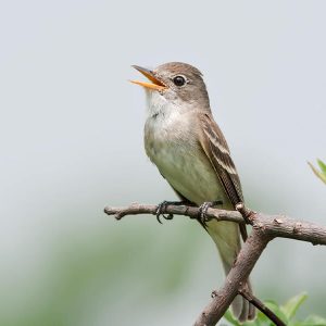 Flycatchers - birding in bhutan