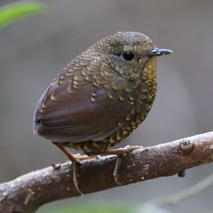 Pygmy Wren-Babbler - birding in bhutan tours