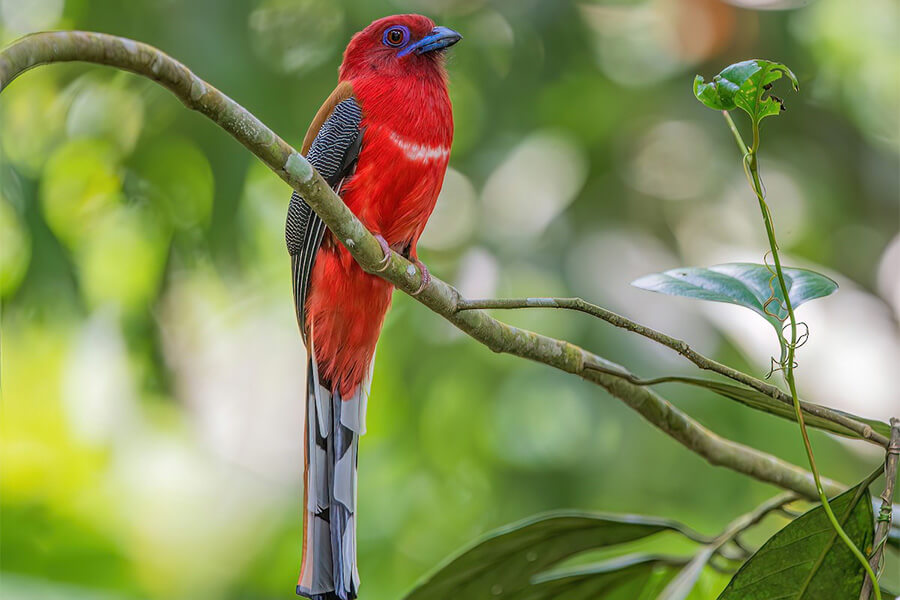 Red-headed Trogon - bhutan birding trips