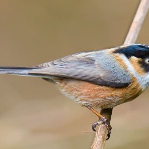 Rufous Fronted Tit - birding in bhutan