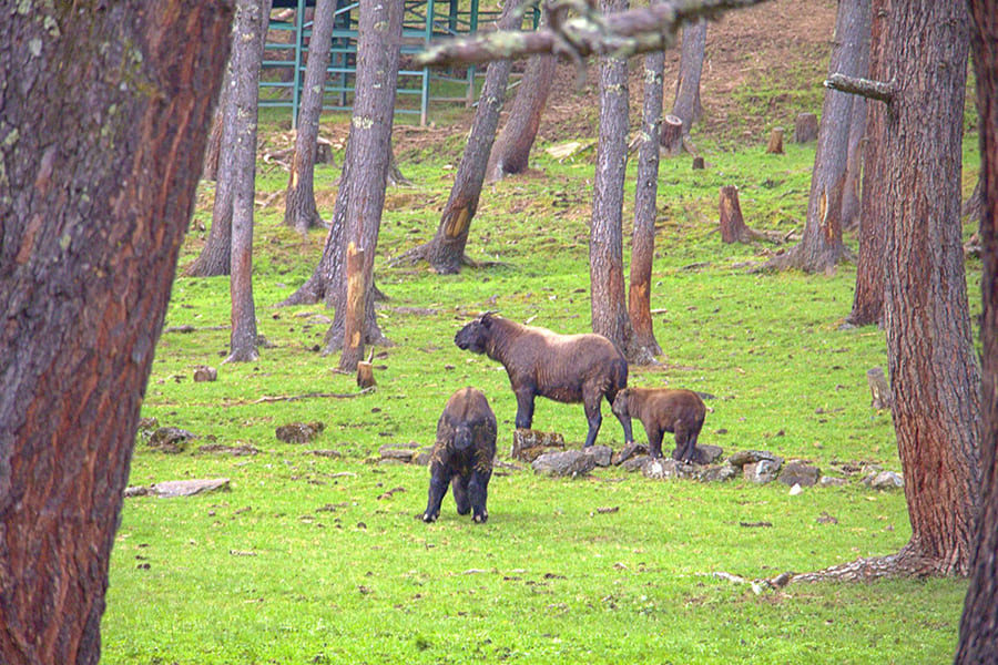 Takin National Park - bhutan fishing tour packages