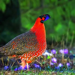 birding spot - bhutan birding tours