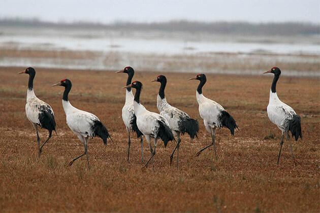 Black Neck Crane - bhutan textile holidays