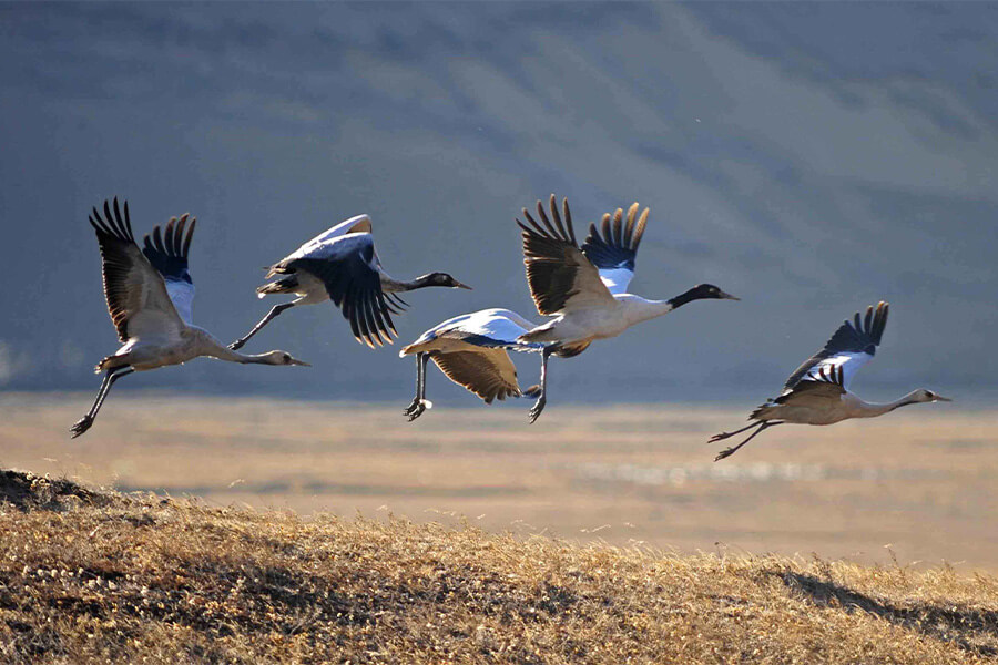 Black Necked Crane Information Centre - bhutan vacation packages
