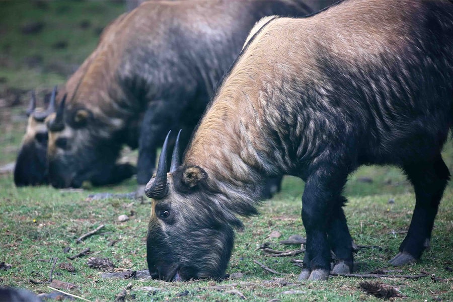 Motithang Takin Preserve - bhutan 6 days itinerary