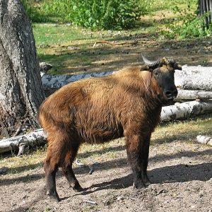 Takin Preserve - bhutan 7-day itinerary