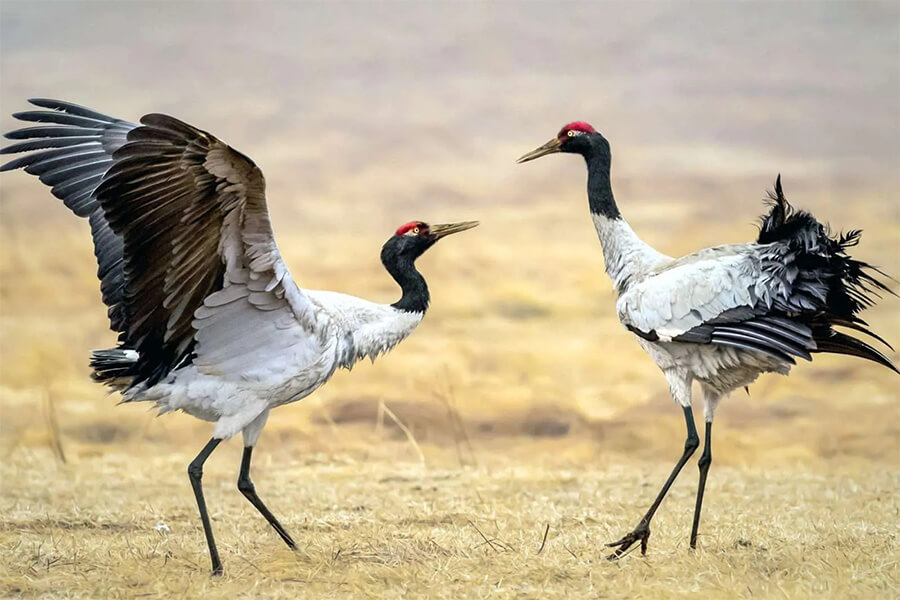 black-necked cranes in bhutan holiday packages