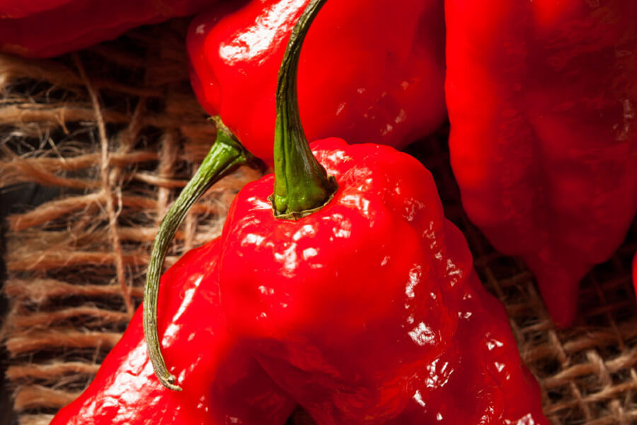 chili bhut jolokia - the ghost pepper