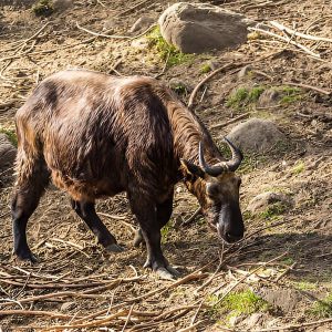 Motithang Takin Preserve - bhutan itinerary for 4 days​