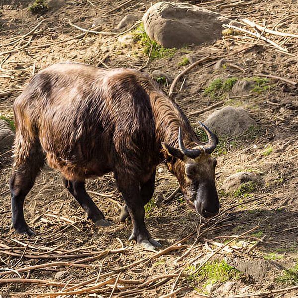 Motithang Takin Preserve - bhutan itinerary for 4 days​