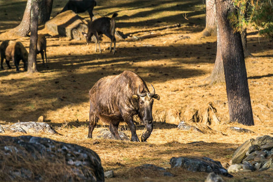 Motithang Takin Preserve - punakha to paro trip packages
