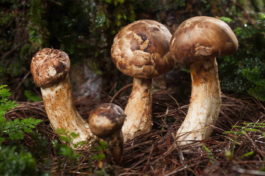 Bhutan Matsutake Mushroom One Of The Most Expensive Mushrooms In The World