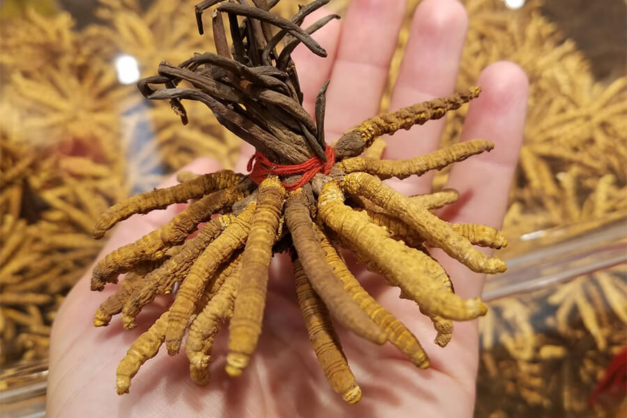 Cordyceps Bhutan - The Medicinal Fungus from Bhutan