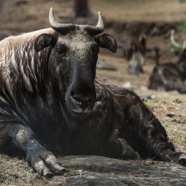 Takin Preserve - bhutan 9-day itinerary