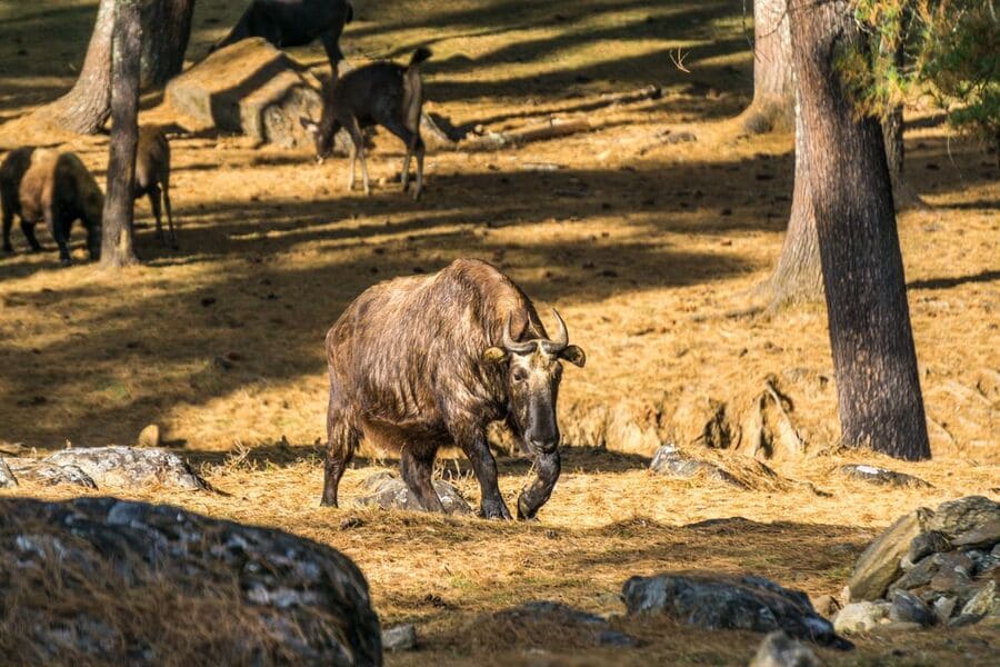 Takin Preserve Centre - bhutan photography tour