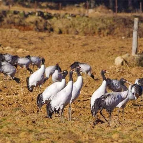 Black-necked Cranes visit in day 10