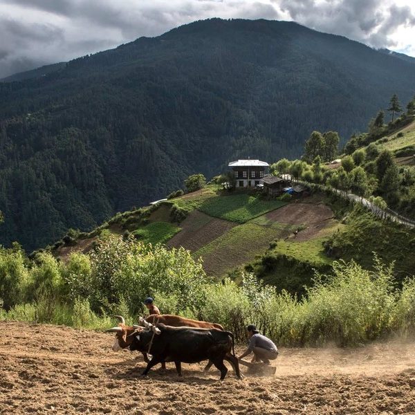 Day 4 Ningula – Kungkarpo – Chele La – Thimphu